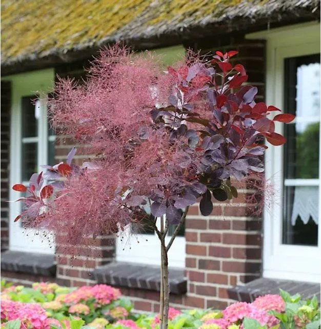 Hochstamm Perückenstrauch Royal Purple Cotinus coggygria in Violett und Rotfarben, Höhe: 80-100 cm - Bild 1
