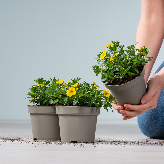 3 Stück Gelbe Zauberglöckchen Stauden von BLUME2000 für Balkon und Blumenkübel - Bild 1
