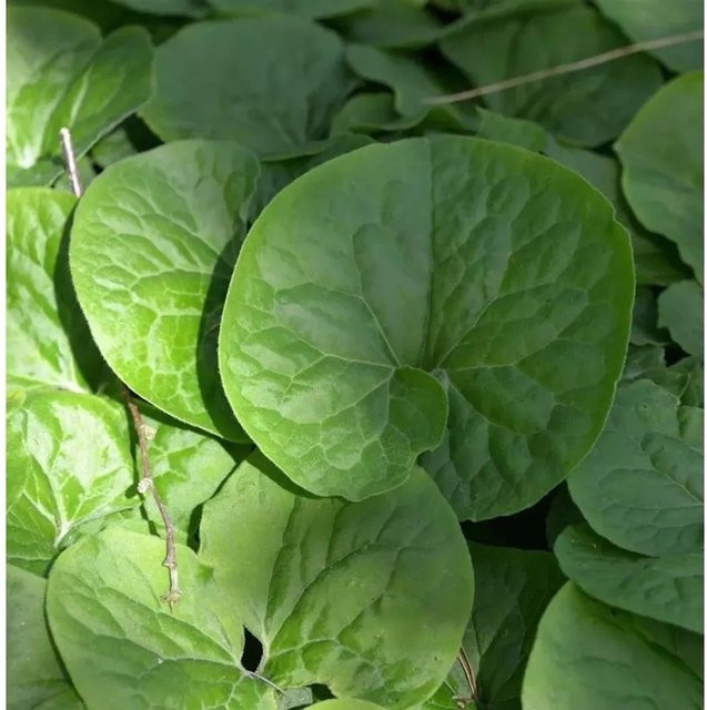 Kanadische Haselwurz Asarum canadense Bodendecker Nr-01.de grün - Bild 1