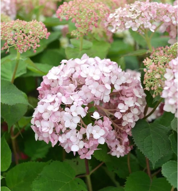 Ballhortensie Sweet Annabelle Hydrangea arborescens von Nr-01.de, rosa Zierstrauch für den Garten - Bild 1