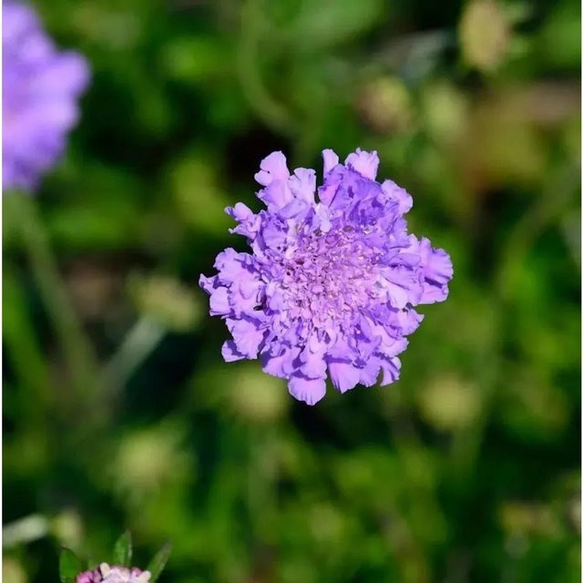 Tauben Skabiose Butterfly Blue Scabiosa columbaria Blaue Staude für den Garten - Bild 1