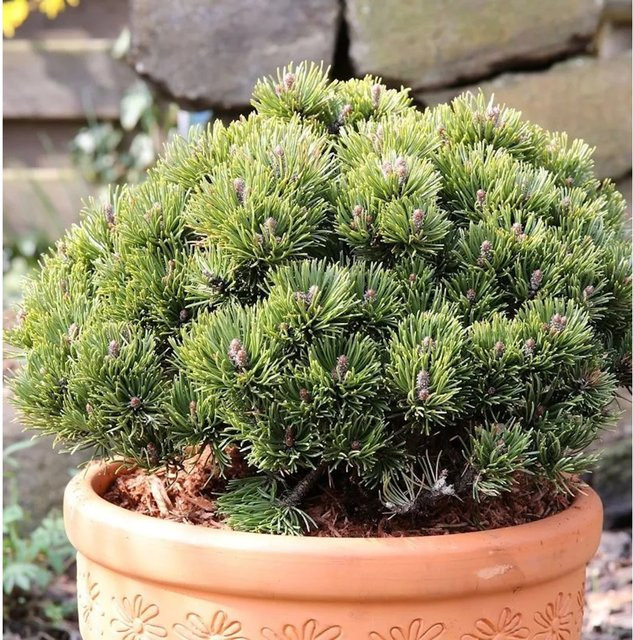 Zwerg Kiefer Picobello Pinus mugo grün für den Garten - Bild 1