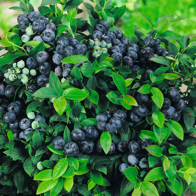 BIO Heidelbeere Little Blue Wonder Vaccinium corymbosum von BLUME2000 - Bild 1