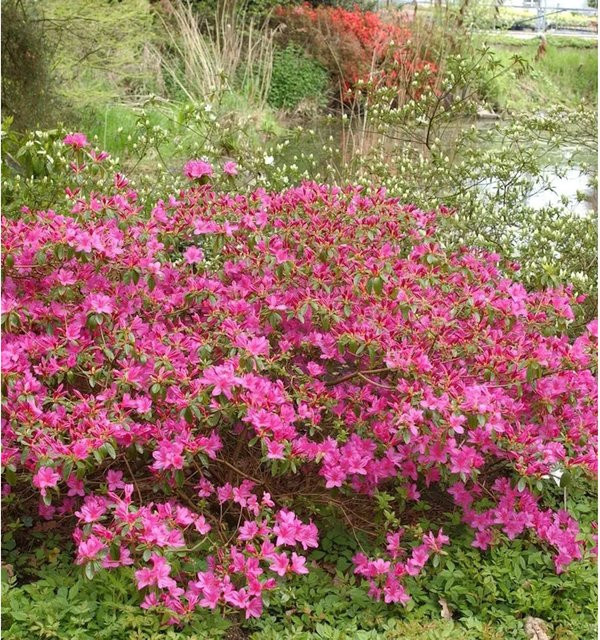 Japanische Azalee Walters Pinwheel Rhododendron obtusum Zwerg Alpenrose, Farbe: Pink, Topfgröße: 20-25 cm - Bild 1