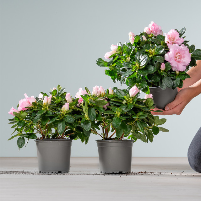 3er Set Azalea indica Zimmerpflanzen von BLUME2000 in Rosa - Bild 1