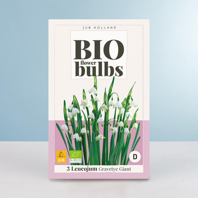 BIO Sommer Knotenblume Gravity Giant mit 3 Zwiebeln - Bild 1