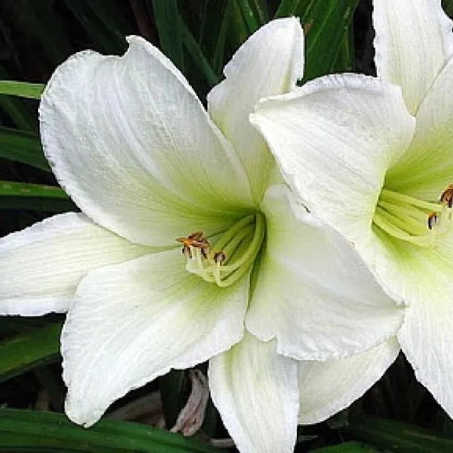 6er Set Arborix Taglilie Light the Way Hemerocallis in Gelb und Weiß, Topfgröße 9 cm, mehrjährige Gartenstaude für den Außenbereich - Bild 1