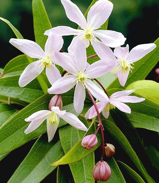 Duft-Clematis Armandii - Bild 1