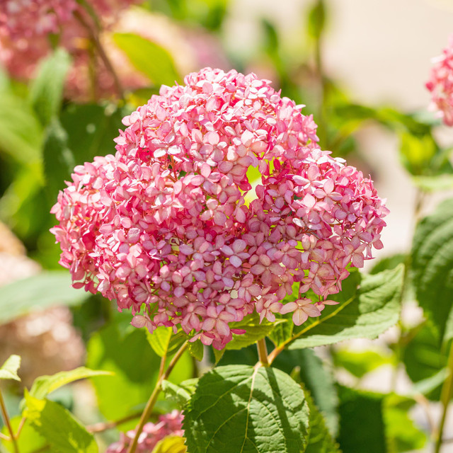 Waldhortensie Pink Annabelle Hydrangea arborescens von BLUME2000 - Bild 1