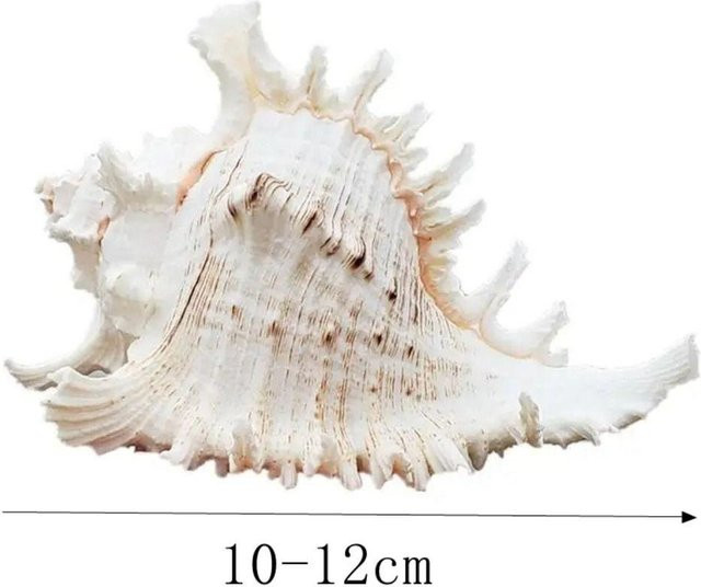 Natürliche große Conch-Muschel von Zhongrong in Grau und Weiß als Deko-Objekt für Aquarium oder Zuhause, Größe: 10-12 cm - Bild 1