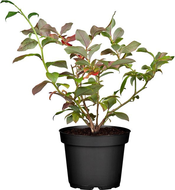 Heidelbeere Bluecrop Vaccinium als Fruchtstrauch von GROW by OBI, Höhe: 30 - 40 cm, Topf-Ø: 3 cm - Bild 1