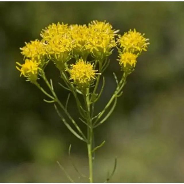 Goldhaaraster Aster linosyris gelbe Staude für den Außenbereich - Bild 1