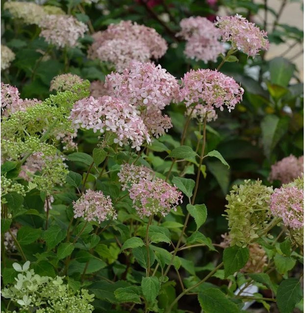Ballhortensie Marshmellow Hydrangea arborescens in Lachsfarben und Pink von Nr-01.de - Bild 1