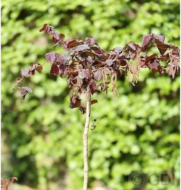 Hochstamm Rotblättrige Korkenzieher Hasel Corylus avellana in Rot, Höhe: 80-100 cm - Bild 1
