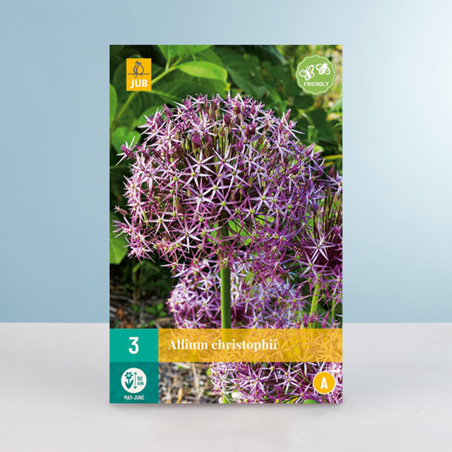 Allium Christophii Zwiebeln von BLUME2000, 3 Stück - Bild 1