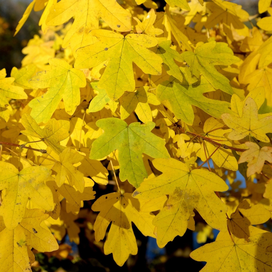 Bio Feldahorn Kwekerij Koperwiek als Zierbaum und Heckenpflanze für den Garten - Bild 2
