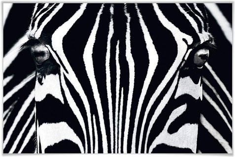 WIZARD+GENIUS XXL Poster mit Animal Print in Bunt, Breite: 175 cm, Höhe: 115 cm - Bild 1