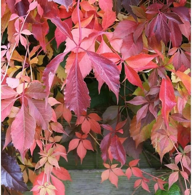 Selbstkletternde Jungfernrebe Parthenocissus quinquefolia von Nr-01.de, 40-60 cm, rote Kletterpflanze für den Garten - Bild 1