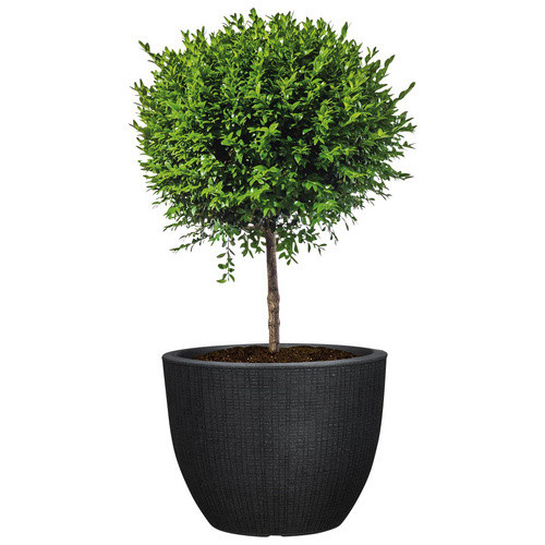 Scheurich Pflanzgefäß Barceo rund in Schwarz, Durchmesser: 47 cm, Höhe: 36 cm - Bild 2