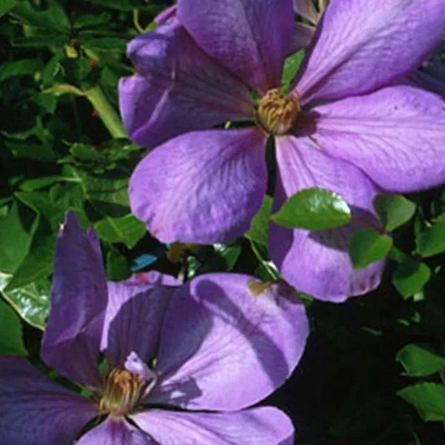 Arborix Clematis Waldrebe Mrs Cholmondeley großblumig in Blau-Violett im Container (50 bis 60 cm) - Bild 1