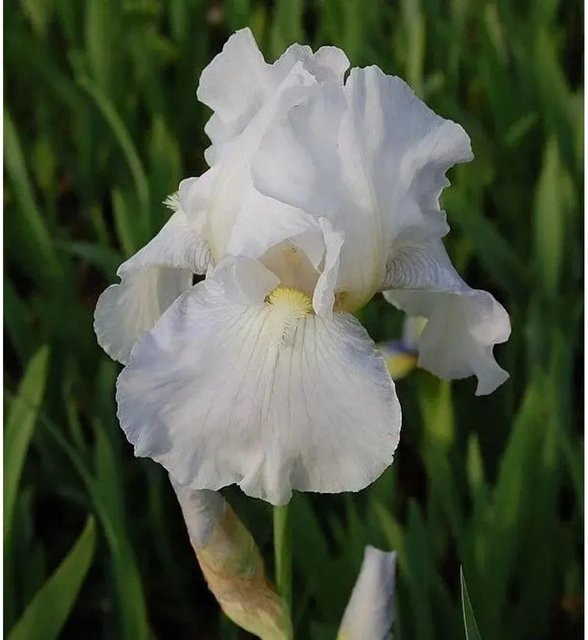 Schwertlilie Immortality Iris barbata Gartenstaude von Nr-01.de - Bild 1