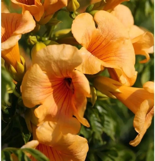 Campsis tagliabuana Klettertrompete Summer Jazz Gold Gelb von Nr-01.de - Bild 1