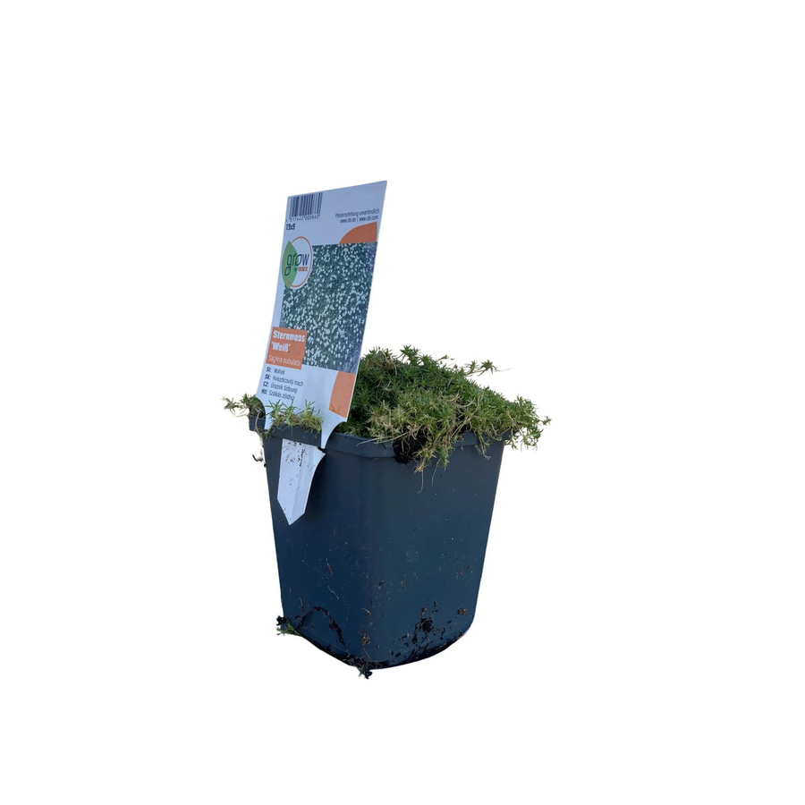 GROW by OBI Sternmoos Sagina Weiß in Topf, Durchmesser: 9 cm - Bild 2