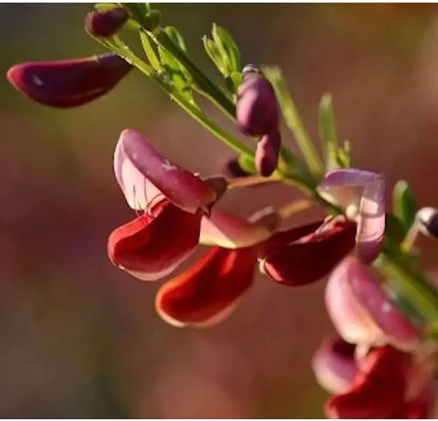 Schmuckginster Killiney Red Cytisus scoparius Strauch in Rot von Nr-01.de - Bild 1