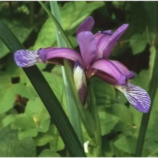 Iris graminea Pflaumen Iris - lila Beetpflanze von Nr-01.de - Bild 1
