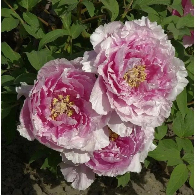 Strauchpfingstrose Hana Kisoi Paeonia suffruticosa in Weiß - Bild 1