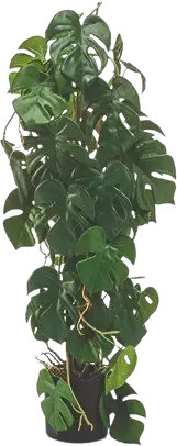 Künstliche Monstera Luise von Aplanta, grün, Höhe: 75 cm - Bild 1