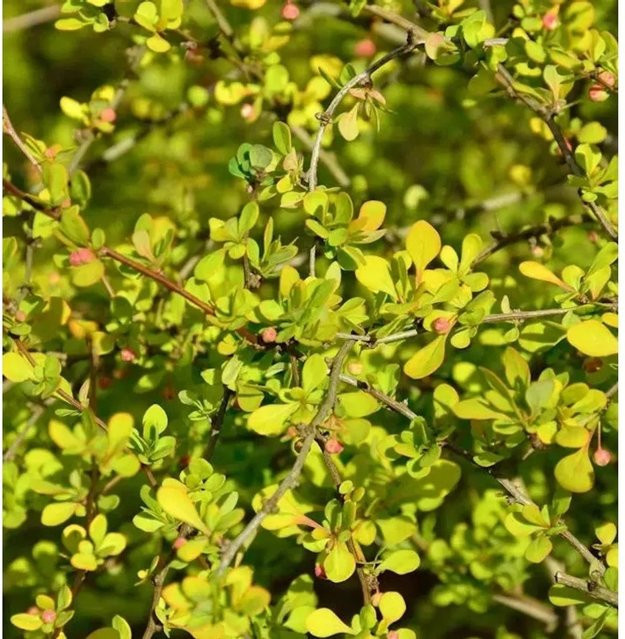 Gelbe Zwergberberitze Berberis thunbergii als Heckenpflanze und Bodendecker, Farbe: Gelb - Bild 1