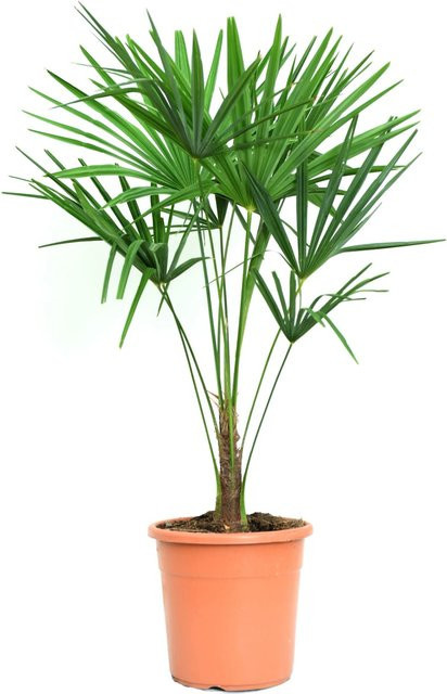 GROW by OBI Hanfpalme Trachycarpus fortunei im Topf, Durchmesser: 24 cm - Bild 1