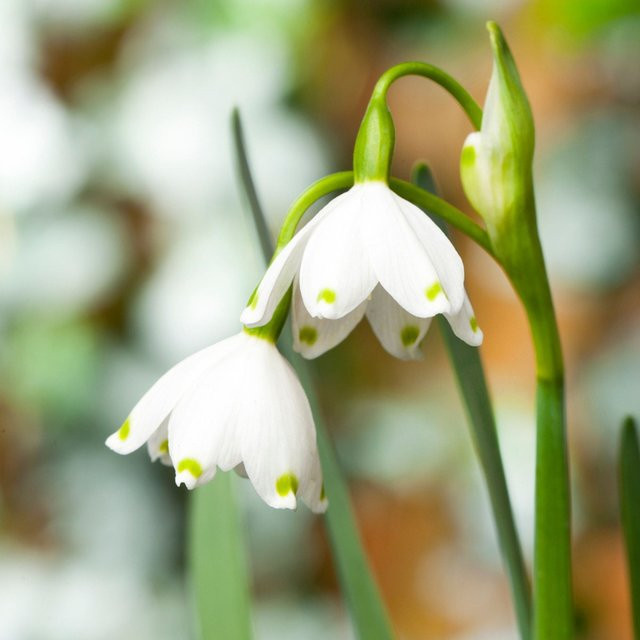 Sommer-Knotenblume Leucojum Gravetey Giant, weiß, mehrjährige Gartenpflanze - Bild 1