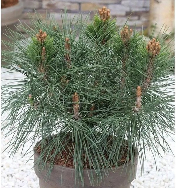 Kugel Kiefer Pierrick Bregeon Pinus nigra, grün, Höhe: 25-30 cm - Bild 1