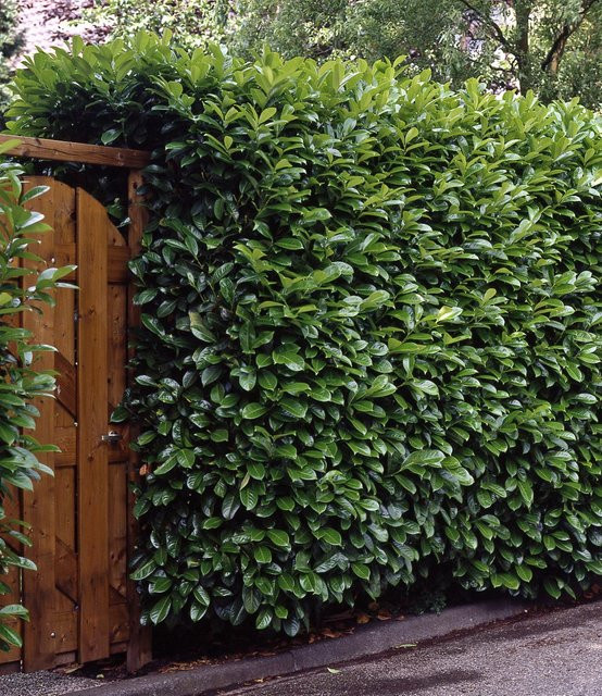 Kirschlorbeer-Hecke im 3-Liter Topf - Bild 1