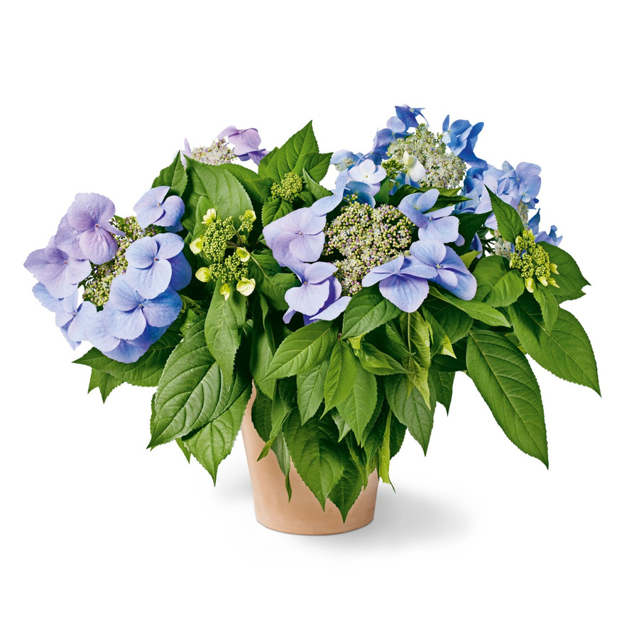 GROW by OBI Hortensie Bloombuster Blau Hydrangea Hybride Kübelpflanze Höhe: 30 - 40 cm - Bild 2