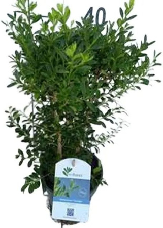 Buxus Skylight Buxus betterbuxus Schimmelresistente Heckenpflanze im Container, Grün, 30-40 cm