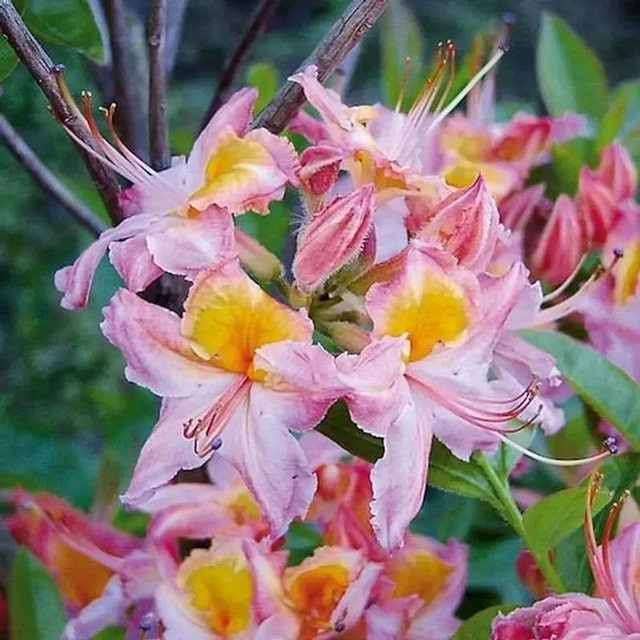 Rhododendron viscosum Quiet Thoughts Strauch für deinen Garten, Topfgröße 25-30 cm - Bild 1
