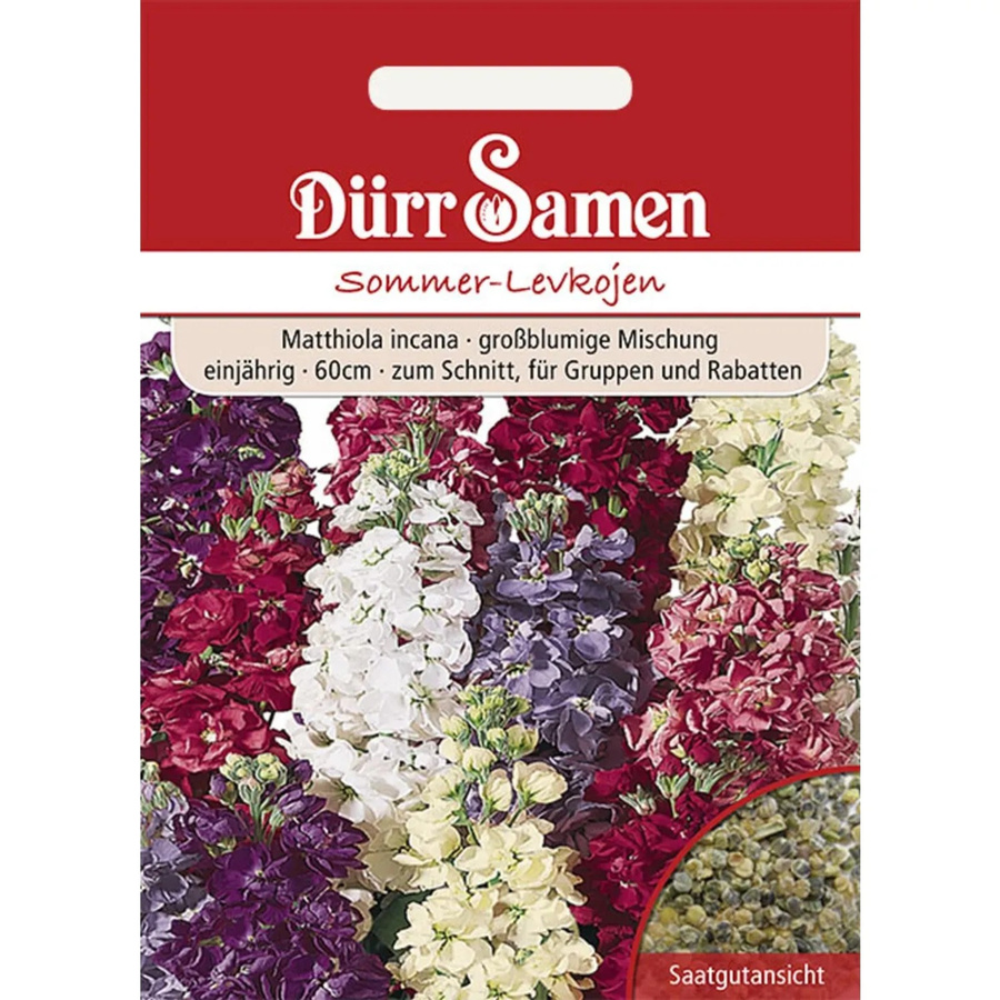 Dürr Sommer-Levkojen Mischung Einjährig Saatgut 100 g - Bild 2