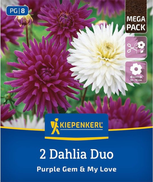 Kiepenkerl Dahlien Duo mit 2 bunten Zwiebeln - Bild 1