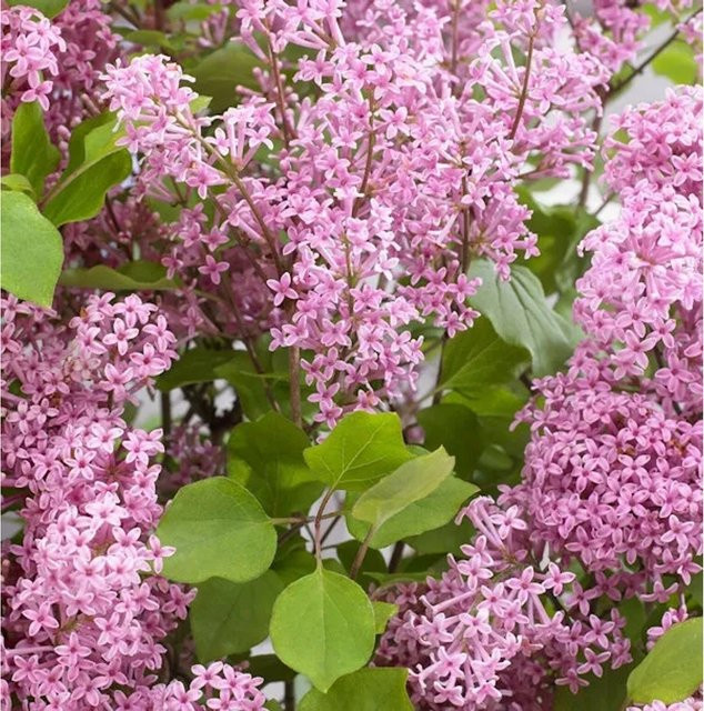Syringa vulgaris Zwergflieder Flowerfesta Pink von Nr-01.de - Bild 1
