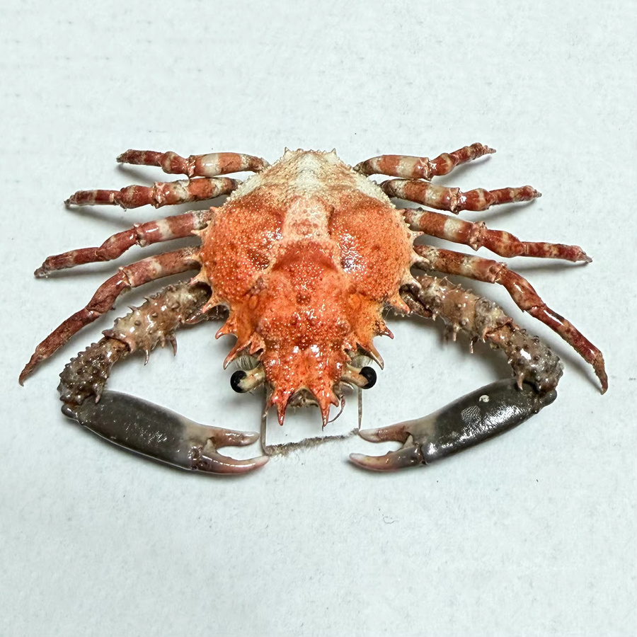 Bunte Krabbenproben als authentische Taxidermie für naturwissenschaftliche Bildung und als dekoratives maritime Sammlerstück in Mehrfarbig - Bild 3