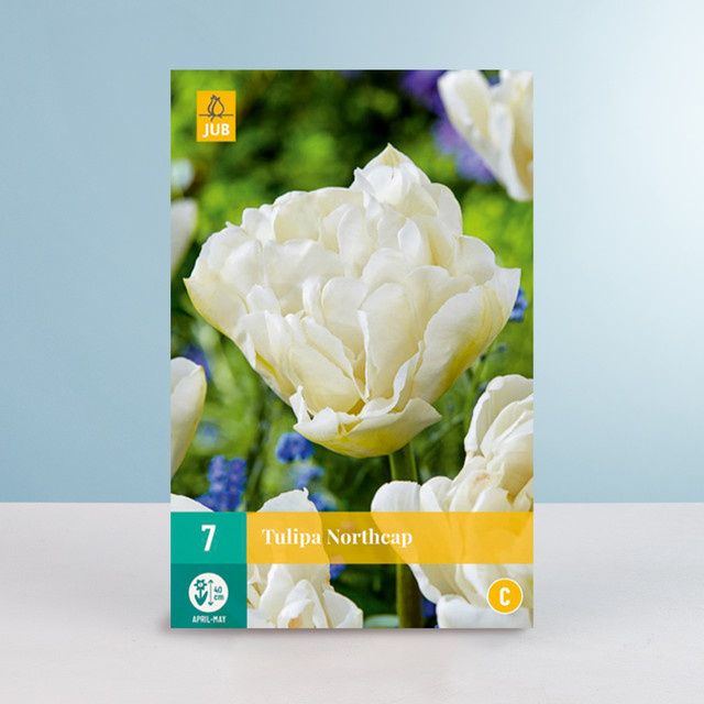 BLUME2000 Tulpenzwiebeln Gefüllte späte Tulpe Northcap, 7 Stück - Bild 1