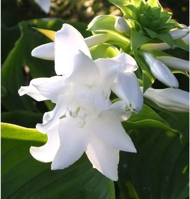 Hosta plantaginea Aphrodite Grünblattfunkie - Weiße Staude als Bodendecker - Bild 1