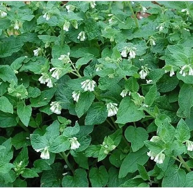 Knoten Beinwell Symphytum tuberosum gelbe Staude für den Garten - Bild 1