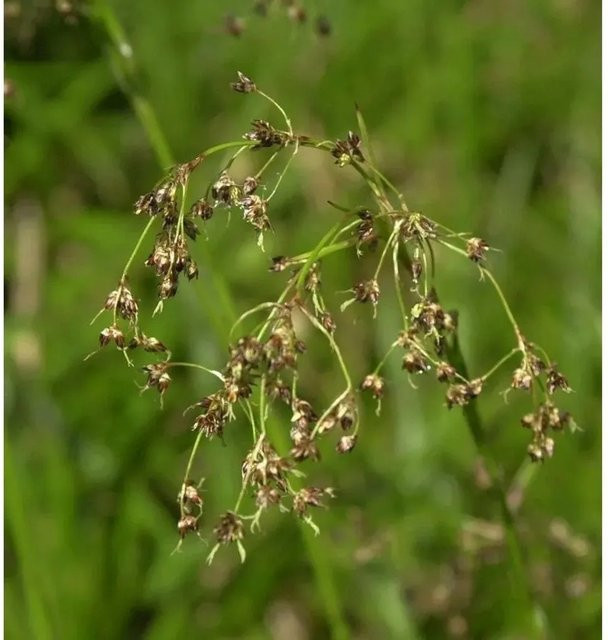 Luzula sylvatica Waldmarbel - Grüne Zierstaude für den Außenbereich - Bild 1