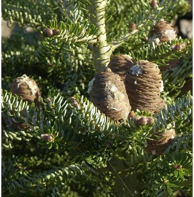 Abies koreana Koreatanne Silberlocke Koniferen-Strauch, Farbe: Silber-Grün, Höhe: 60-70 cm - Bild 1