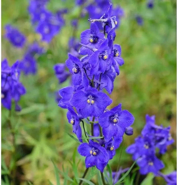 Rittersporn Atlantis Delphinium belladonna blaue Gartenstaude von Nr-01.de - Bild 1
