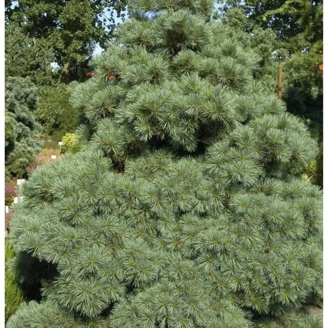 Zwergseidenkiefer Macopin Pinus strobus von Nr-01.de, Höhe: 25-30 cm, grün - Bild 1